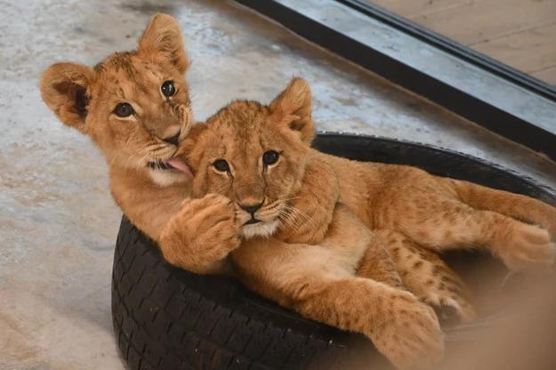 Познаньский зоопарк спас около 200 животных из Украины