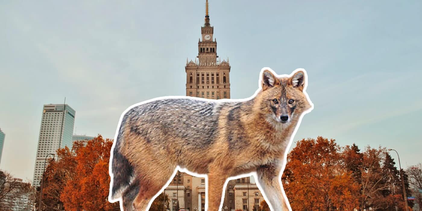 В варшавских лесах замечены шакалы